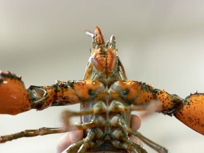 crostacei all'ingrosso per ristoranti in toscana