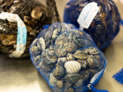 ingrosso molluschi in toscana