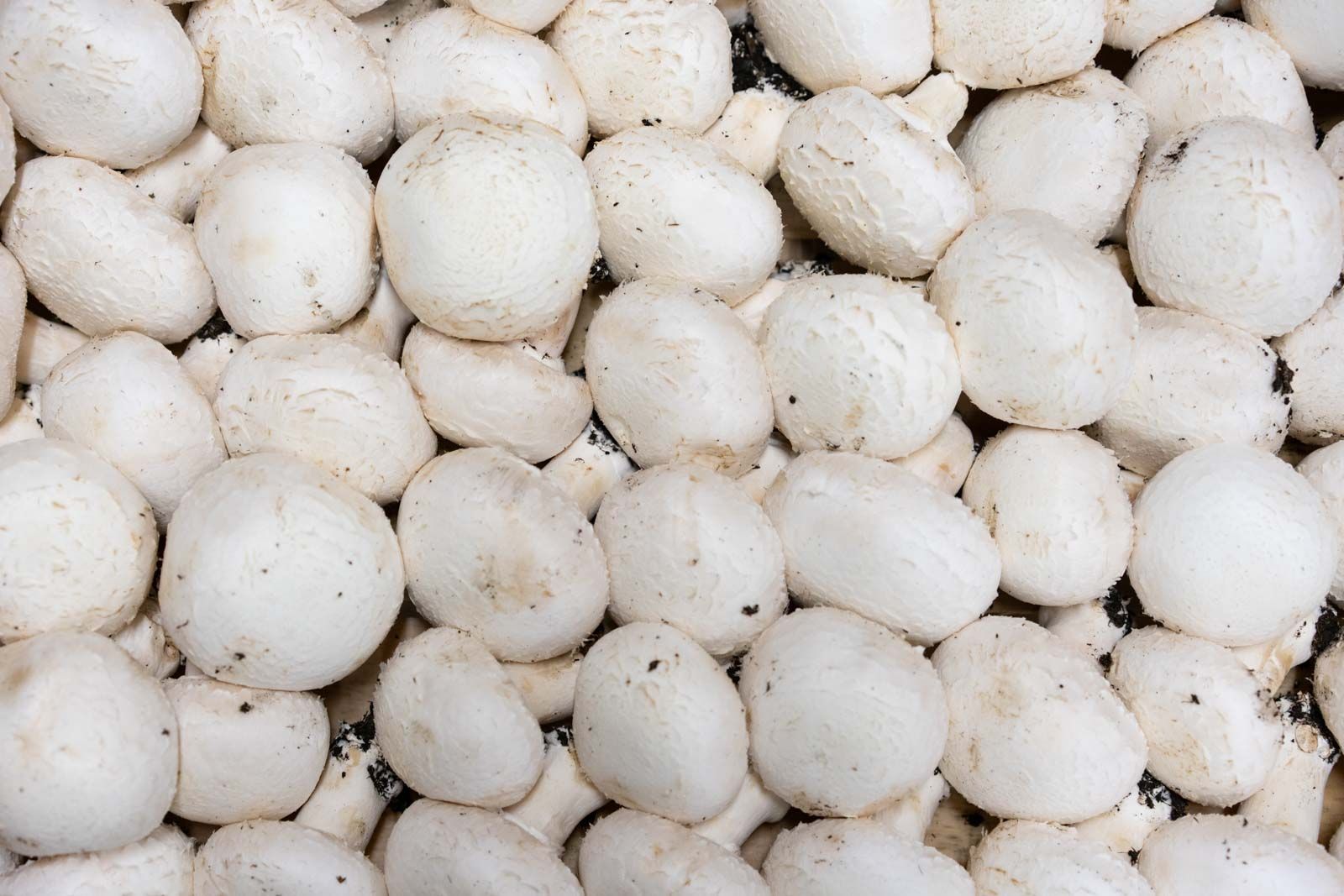 distribuzione alimentare tartufi e funghi in Toscana