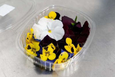 erbe e fiori germogli per la ristorazione - ingrosso alimentare
