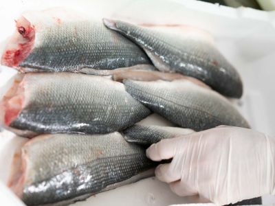 ingrosso pesce fresco e pese allevato per la ristorazione