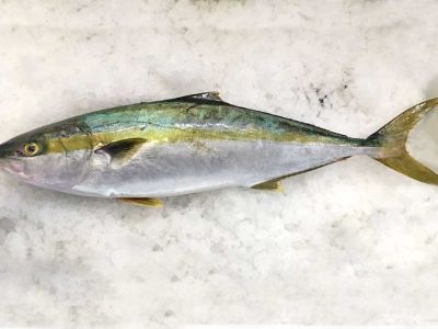 distribuzione di pescato fresco in toscana