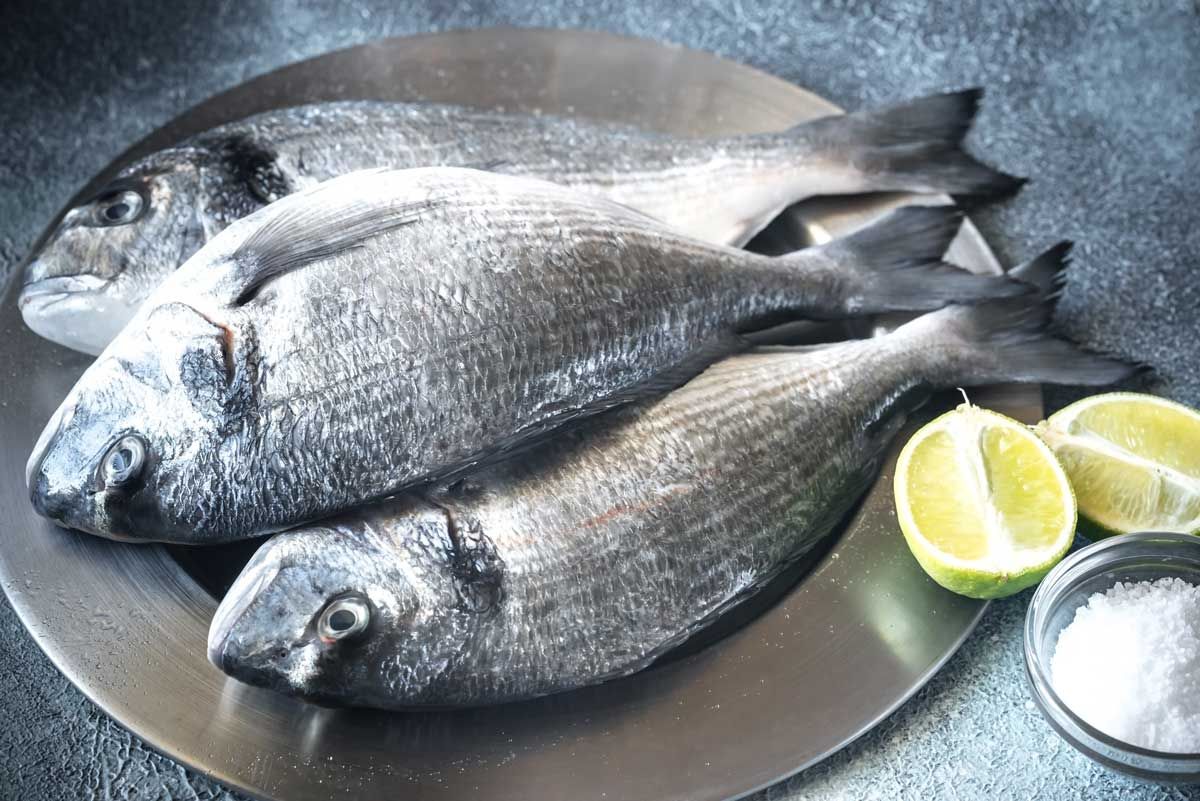 ricciola distribuzione in toscana